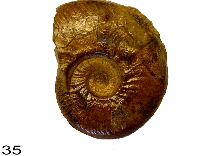 Leioceras